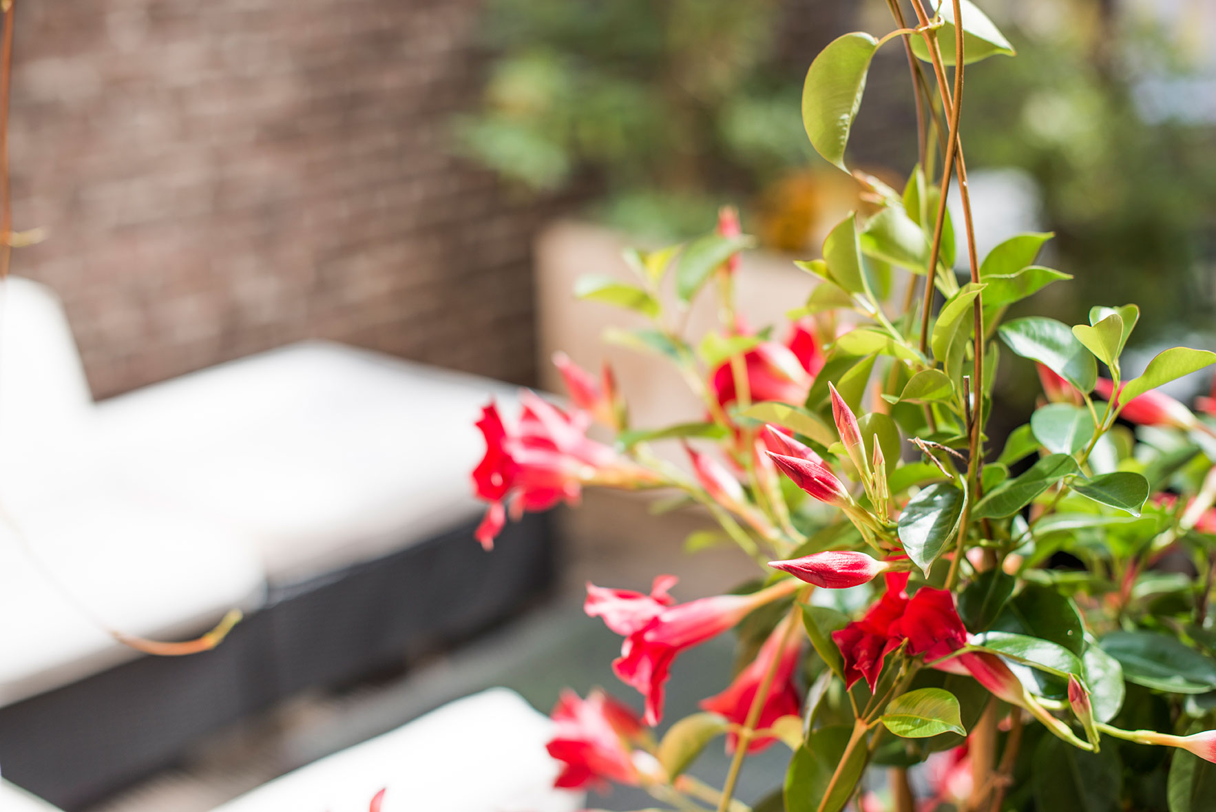 Nahaufnahme rote Blüten, die sich öffnen